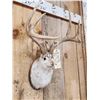 Image 2 : Boone & Crockett Jackalope Shoulder Mount Taxidermy
