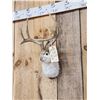 Image 3 : Boone & Crockett Jackalope Shoulder Mount Taxidermy