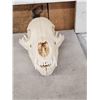 Image 2 : Small Animal Skulls Lot Taxidermy