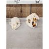 Image 3 : Small Animal Skulls Lot Taxidermy