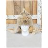 Image 1 : Coyote Fur Mountain Man Hat