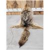 Image 5 : Coyote Fur Mountain Man Hat