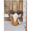 Image 1 : Ram Sheep Skull Taxidermy