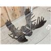 Image 6 : Dick Idol Locked Moose Antler Coffee Table Sculpture