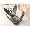 Image 9 : Dick Idol Locked Moose Antler Coffee Table Sculpture