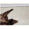 Image 2 : Brown Phase Black Bear Soft Tanned Fur Taxidermy