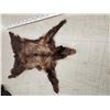 Image 3 : Brown Phase Black Bear Soft Tanned Fur Taxidermy