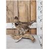 Image 1 : Ruffed Grouse Full Body Bird Taxidermy