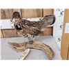 Image 2 : Ruffed Grouse Full Body Bird Taxidermy