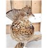 Image 4 : Ruffed Grouse Full Body Bird Taxidermy