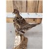 Image 5 : Ruffed Grouse Full Body Bird Taxidermy