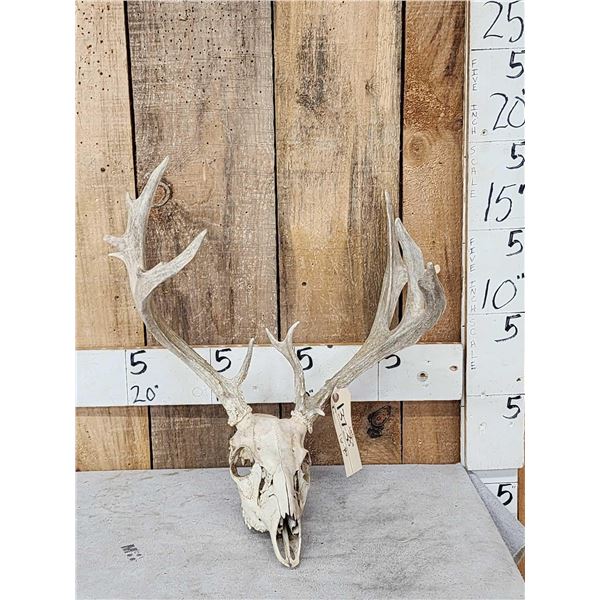 Cool Nontypical Whitetail Antlers On Skull
