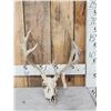 Image 1 : Cool Nontypical Whitetail Antlers On Skull