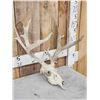 Image 2 : Cool Nontypical Whitetail Antlers On Skull