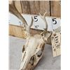 Image 4 : Cool Nontypical Whitetail Antlers On Skull