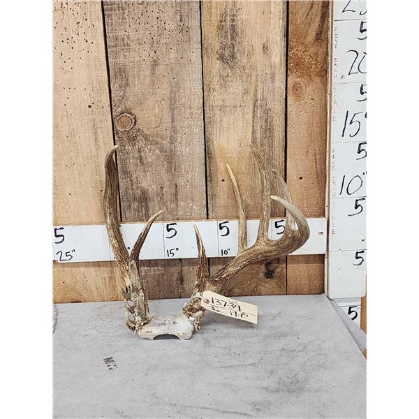 Freak Wild Nontypical Whitetail Antlers On Skull Plate