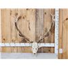 Image 1 : 7x7 Elk Antlers On Skull