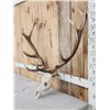 Image 2 : 7x7 Elk Antlers On Skull