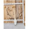 Image 1 : 6x6 Elk Antlers On Skull