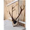 Image 2 : Triple Main Beam Elk Antler On Plaque