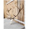 Image 2 : Big Red Stag Antlers On Skull