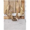 Image 1 : Big Heavy Mass Nontypical Whitetail Antlers On Skull Plate