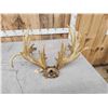 Image 7 : Big Heavy Mass Nontypical Whitetail Antlers On Skull Plate