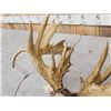 Image 8 : Big Heavy Mass Nontypical Whitetail Antlers On Skull Plate