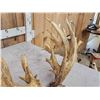 Image 9 : Big Heavy Mass Nontypical Whitetail Antlers On Skull Plate