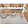 Image 2 : 16.4 Lbs Of Whitetail Shed Antlers