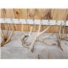 Image 3 : 16.4 Lbs Of Whitetail Shed Antlers