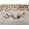 Image 4 : 16.4 Lbs Of Whitetail Shed Antlers