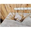 Image 5 : 16.4 Lbs Of Whitetail Shed Antlers