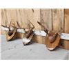 Image 2 : 3 Sets Of Whitetail Antlers On Plaques