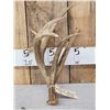 Image 1 : High 80" Class Wild Whitetail Shed Antler