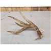 Image 2 : High 80" Class Wild Whitetail Shed Antler