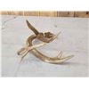 Image 3 : High 80" Class Wild Whitetail Shed Antler