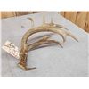 Image 5 : High 80" Class Wild Whitetail Shed Antler
