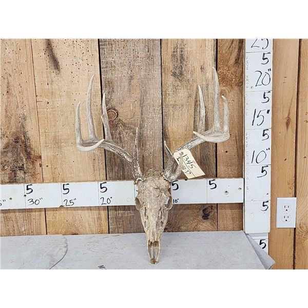 5x5 Whitetail Antlers On Skull
