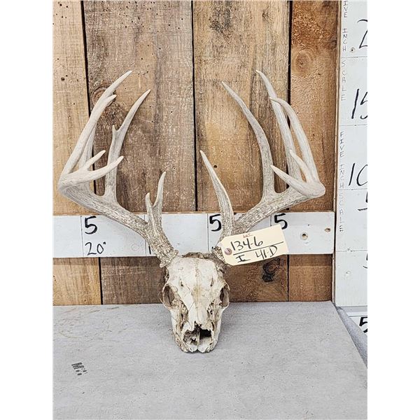 6x6 Whitetail Antlers On Skull