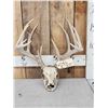 Image 1 : 6x6 Whitetail Antlers On Skull