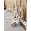 Image 2 : 6x6 Whitetail Antlers On Skull