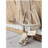 Image 3 : 6x6 Whitetail Antlers On Skull