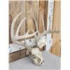 Image 4 : 6x6 Whitetail Antlers On Skull