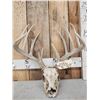 Image 5 : 6x6 Whitetail Antlers On Skull