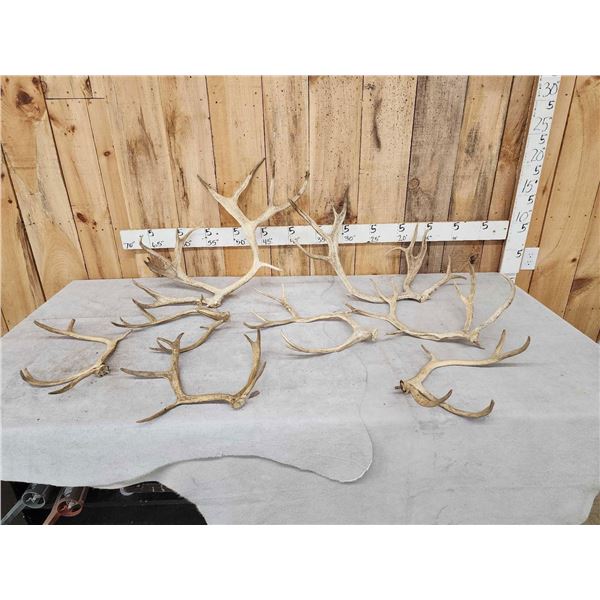 11.9 Lbs Of Reindeer Antlers