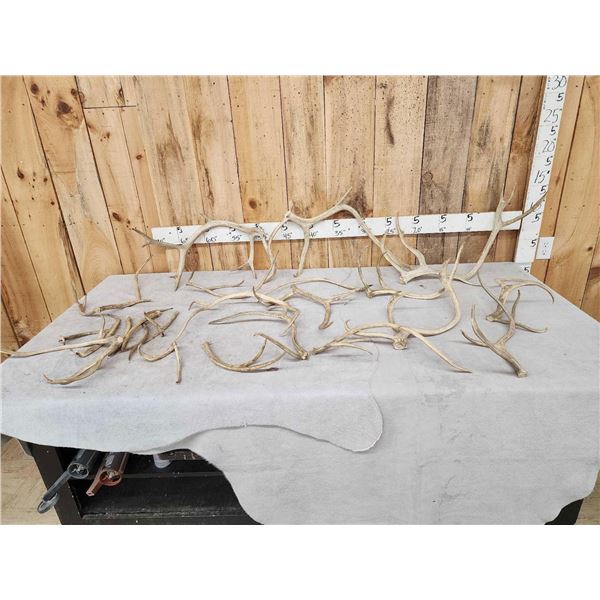 13.4 Lbs Of Reindeer Shed Antlers