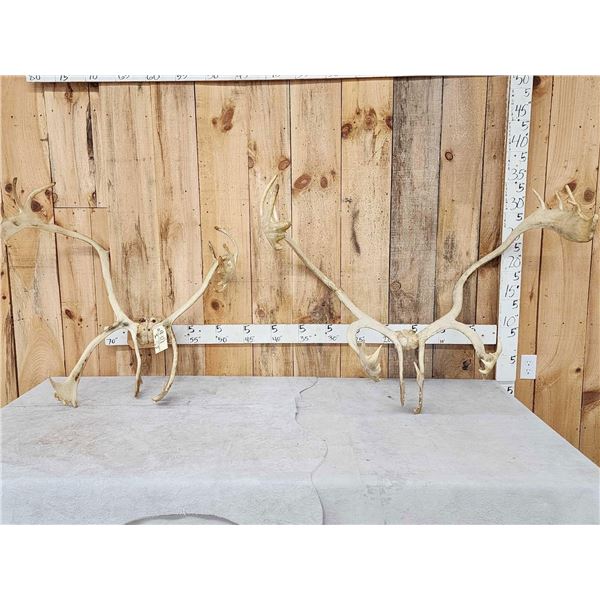 2 Sets Of Caribou Antlers