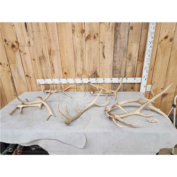 20.3 Lbs Of Elk Antler