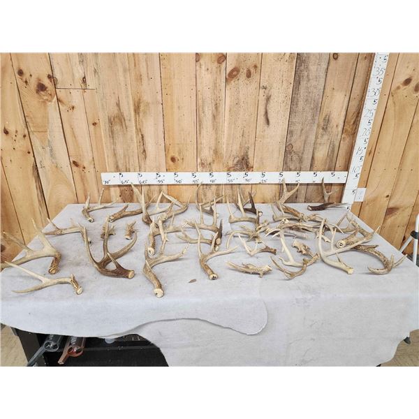 28.2 Lbs Of Whitetail Shed Antlers